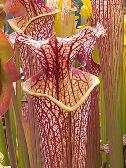 wivey carnivorous logo large pitcher plant.